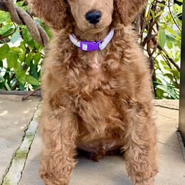 Old English Sheepdog and Poodle Puppies from Canine Castle of Cleveland
