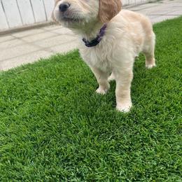 Majik Princess - Light golden female Golden Retriever puppy in Baldwin Park, California from Mountain Valley Retrievers