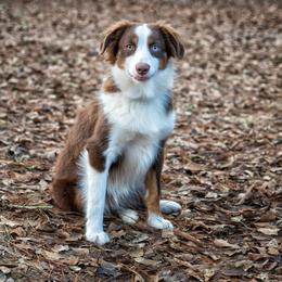 Mazel - Miniature Australian Shepherd