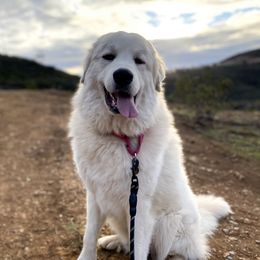 Hope - Great Pyrenees