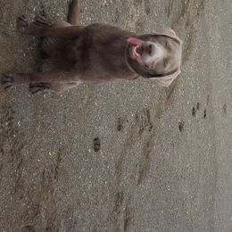 Hexe - Dilute Retriever