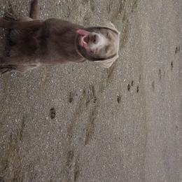Hexe - Dilute Retriever