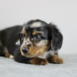 Olympus - Dapple male Dachshund puppy in Alto, Texas from Prima Dachshunds