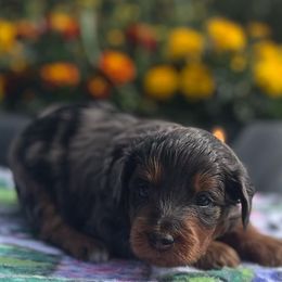 Aurora - Blue merle female Aussiedoodle puppy in Larimer County, Colorado from Puppy Love Doodles