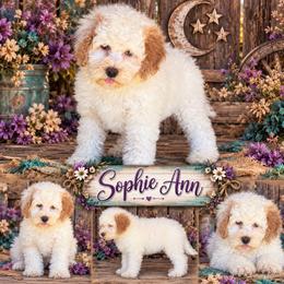 Sophie Ann - Red roan female Cockapoo puppy in Holton, Indiana from MoonShine Babies / OZ