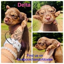 Delta, AKC, female - Chocolate and cream female Dachshund puppy in Carriere, Mississippi from Band Of Doxies