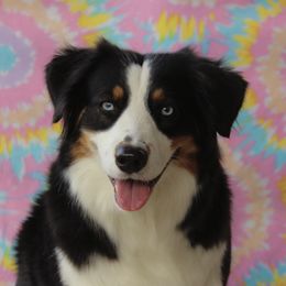 Ellie  - Australian Shepherd