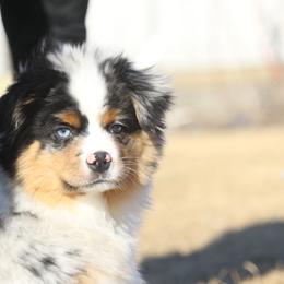 Border Collie, English Setter, and Miniature American Shepherd Puppies from First Harmony Farms