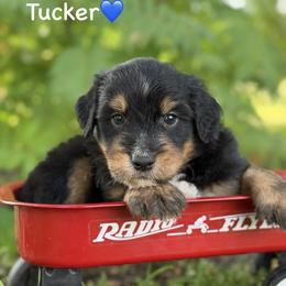 Tucker - Black phantom male Aussiedoodle puppy in Lancaster, Minnesota from Finney Ranch