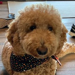 Jovi - Goldendoodle
