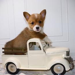 AKC Blue ID Boy - Red male Pembroke Welsh Corgi puppy in Ash Flat, Arkansas from Arkansas Corgis