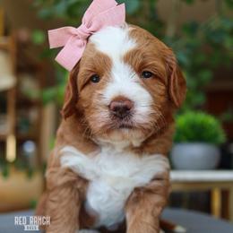 Bloom - Red  female Goldendoodle puppy in Salado, Texas from Red Ranch Dogs
