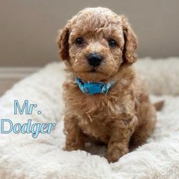 Mr. Dodger - Apricot male Goldendoodle puppy in Sacramento, California from Dandy Doodles Goldendoodles