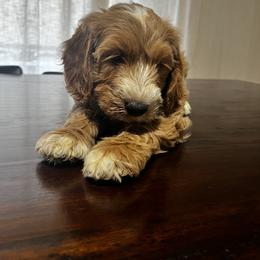 Goldendoodle Puppies from Mini Golden Doodles
