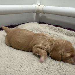 Fred F - Cream male Dachshund puppy in Wesley Chapel, Florida from Russell Lee Overton