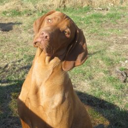 Vizslas from Vizslas Cool Creek Kennels