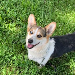 Lily - Pembroke Welsh Corgi