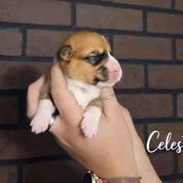 Celeste - Red and white female American Corgi puppy in Centerville, Tennessee from Katerina's American Corgis
