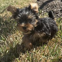 Yorkshire Terrier Puppies from Grand 7 Kennelz