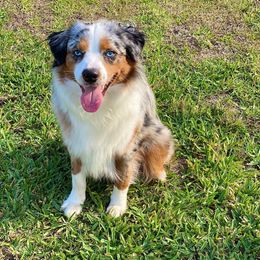 Scout - Miniature Australian Shepherd