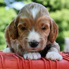 Bernedoodle and Irish Doodle Puppies from Willow-Be Doodles