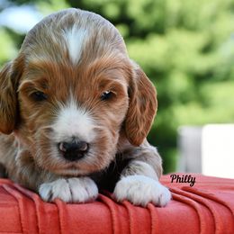 Bernedoodle and Irish Doodle Puppies from Willow-Be Doodles