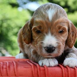 Bernedoodle and Irish Doodle Puppies from Willow-Be Doodles