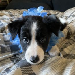 Girl 3 - Black Border Collie puppy in Columbus, Ohio from Laura & Leila Johnson's Border Collies