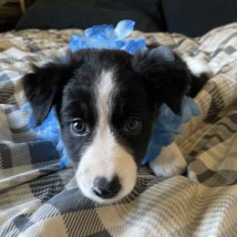 Girl 3 - Black Border Collie puppy in Columbus, Ohio from Laura & Leila Johnson's Border Collies