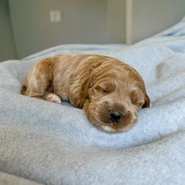 Rachel - Apricot female Australian Labradoodle puppy in Chelsea, Michigan from Michigan Labradoodles