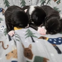 Girl 2 - Black and white female Border Collie puppy in Richland, Pennsylvania from Winter Creek Border Collies
