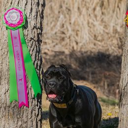 Cane Corso from Zenith Cane Corso