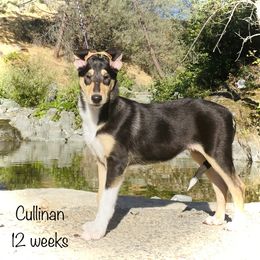 Girl 2 - Collie puppy in Central, California from Collies Of Orion Hill