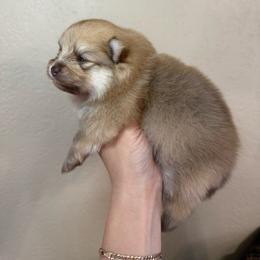 Buzz - Cream sable male Pomeranian puppy in Phoenix, Arizona from Luxpomz