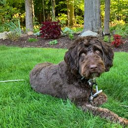 Aussiedoodle Puppies from A Dose Of Doodle