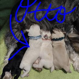 Otto - White male Miniature Schnauzer puppy in Carriere, Mississippi from Pea Patch Schnauzers