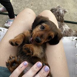 Dachshund Puppies from Dachshund Delight