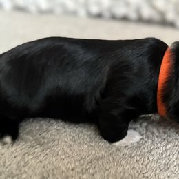 Maltese, Pomeranian, Shih Tzu, and Yorkshire Terrier Puppies from Gibbs Gorgeous Paws LLC