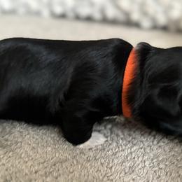 Maltese, Pomeranian, Shih Tzu, and Yorkshire Terrier Puppies from Gibbs Gorgeous Paws LLC