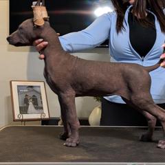 Girl 1 - Gray female Xoloitzcuintli puppy in Tecumseh, Oklahoma from Junkyard Xolos