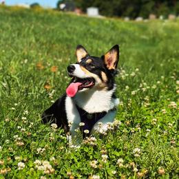Pembroke Welsh Corgi Puppies from Corgipuppystore