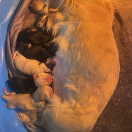 AKC Black and Cream male 2 - Black and cream male Dachshund puppy in Tazewell, Virginia from Appalachian Dachshunds