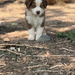 Captain Hook - Red merle male Miniature American Shepherd puppy in Wheatland, Wyoming from Jorvik Australian Shepherds