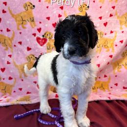 Perdy - Parti female Goldendoodle puppy in Water Valley, Mississippi from Olympian Doodles