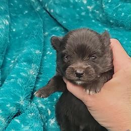 Boy 1 - Black male Pomeranian puppy in Tulsa County, Oklahoma from CP Kennels