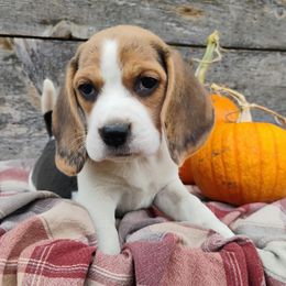 Sandy - Black tan and white female Beagle puppy in Colville, Washington from Rosehaven Homestead