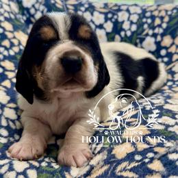 Faye - Black white and brown female Basset Hound puppy in Richmond, Kentucky from Walters Hollow Hounds