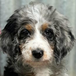 Cider - Blue merle female Bernedoodle puppy in El Campo, Texas from Little Fur Friends Bernedoodles