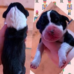 Snowflake - Mantle female Great Dane puppy in Wellsville, New York from Prophecy Danes