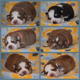 Siberian Husky Puppies from Spalla Pups